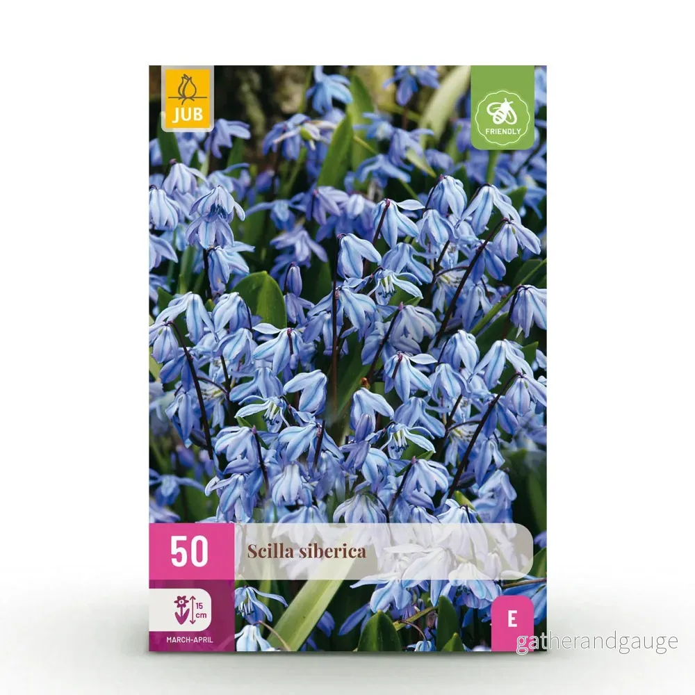 Green boutiQ – Bloembollen – Scilla Siberica – Kleur Paars – 50 stuks – Bolmaat 7/8 – XXL Pack