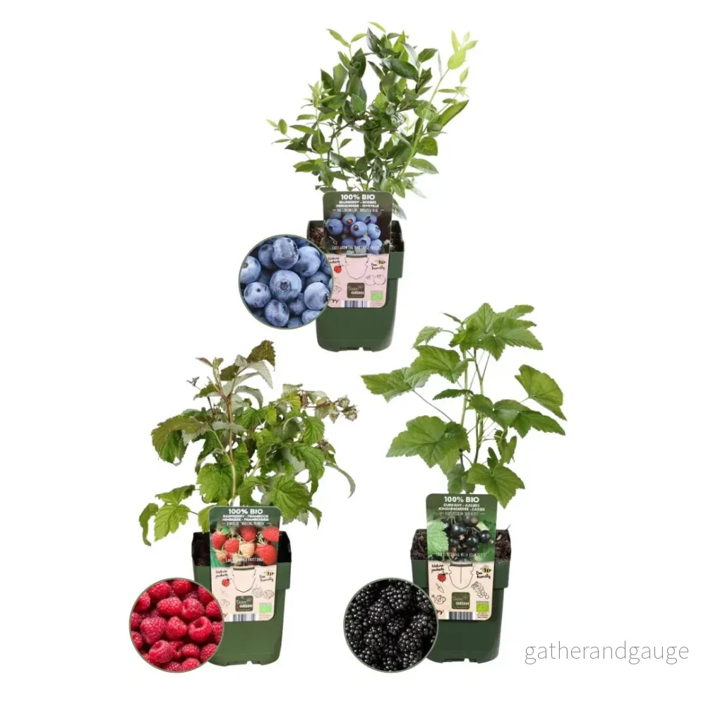 Set med 3 ekologiska fruktplantor - Bild 2