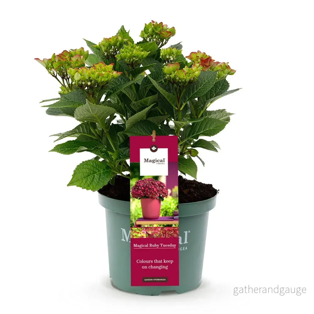 Hortensia (Hydrangea macrophylla) 'Ruby' - Bild 3