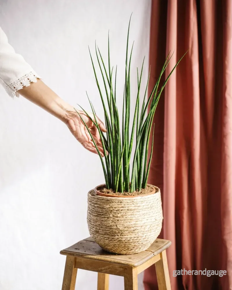 Sansevieria Mikado