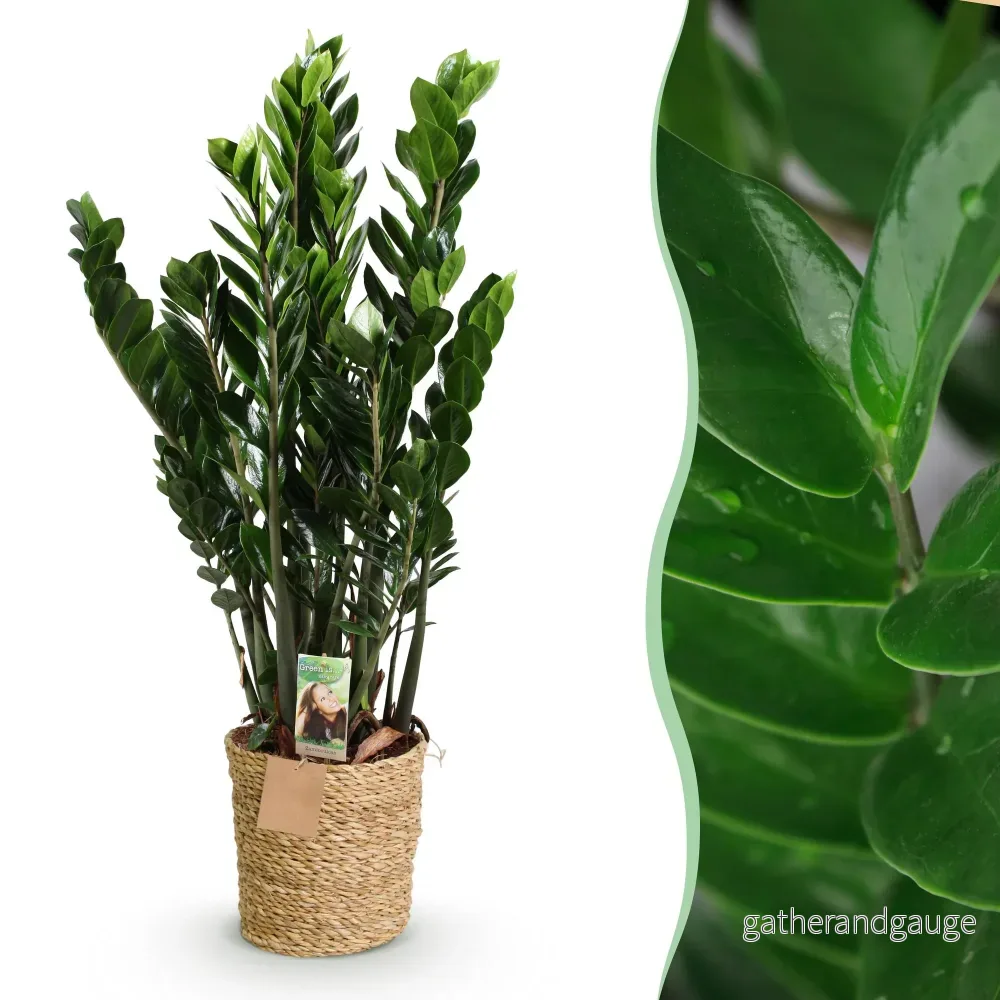 Zamioculcas ZZ med korg - Bild 3