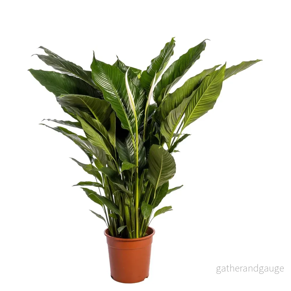 Spathiphyllum ’Sweet Sebastiano’ Spathiphyllum ’Sweet Sebastiano’