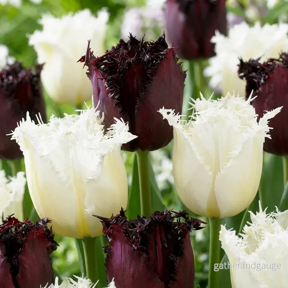 Tulipe Breakdance en mélange