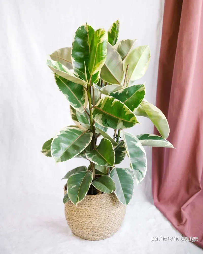 Stor Ficus Tineke h95cm Stor Ficus Tineke h95cm