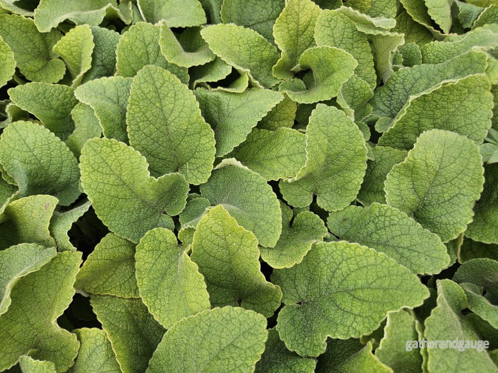 Jerusalemsalvia (Phlomis russeliana) 'Russeliana' - Bild 3