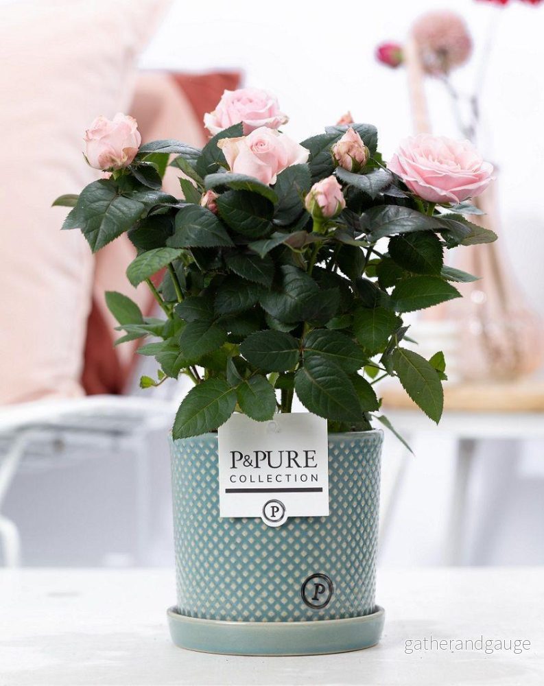 Rosa rosor och grön keramikpott Rosa rosor och grön keramikpott
