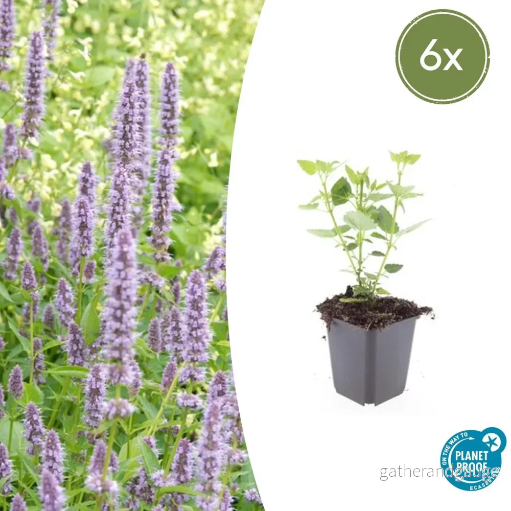 Agastache (Agastache) 'Blue Fortune' - Bild 2