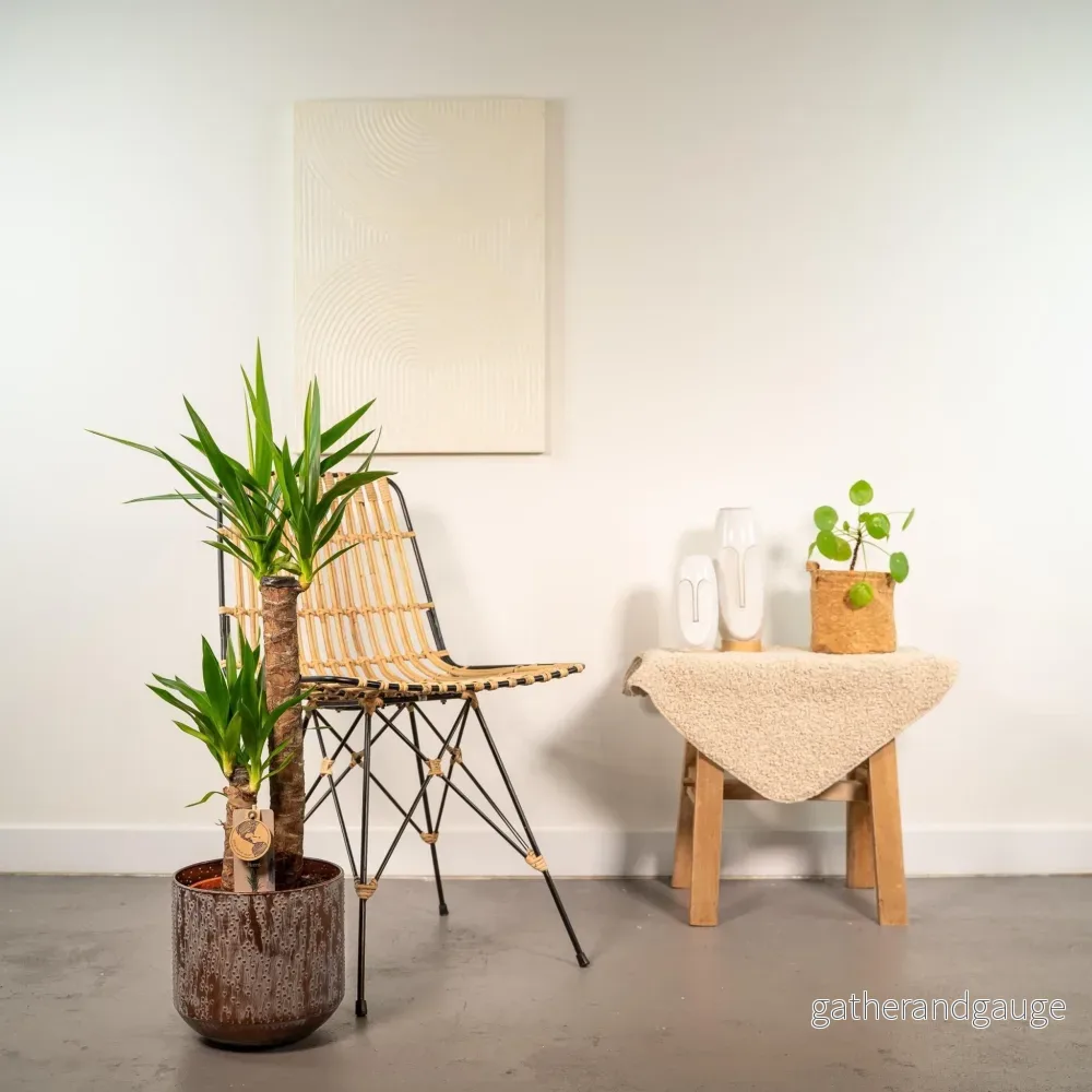 Yucca XL och dess lock h100cm - Bild 3
