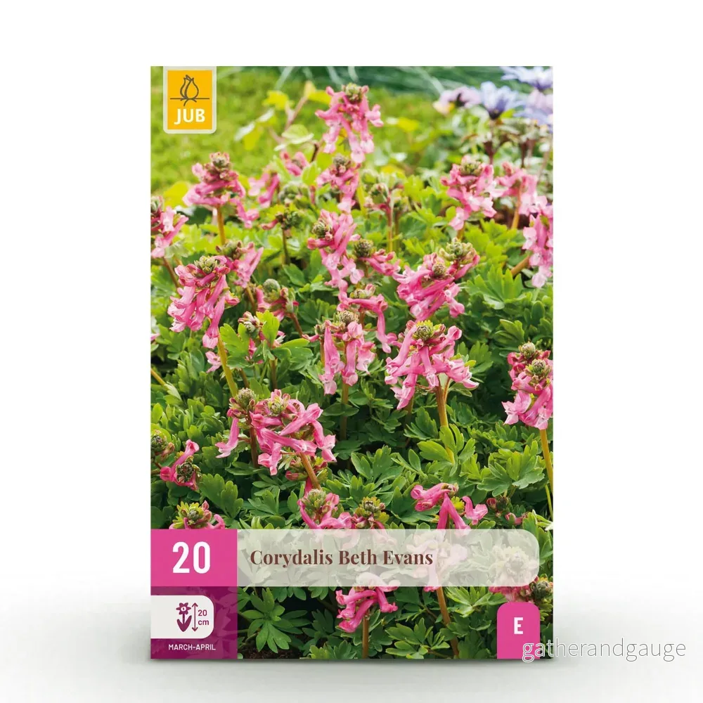 Green boutiQ - Bloembollen - Corydalis Beth Evans - Kleur Wit i Paars - 20 stuks - Bolmaat 6/7 - XXL Pack