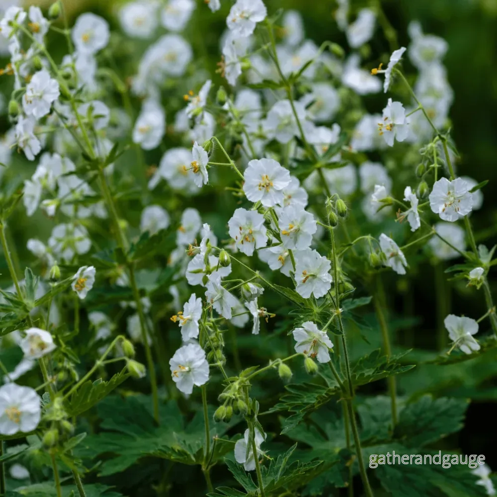 Vit Geranium (Geranium macrorrhizum) ’White Ness’ Vit Geranium (Geranium macrorrhizum) ’White Ness’