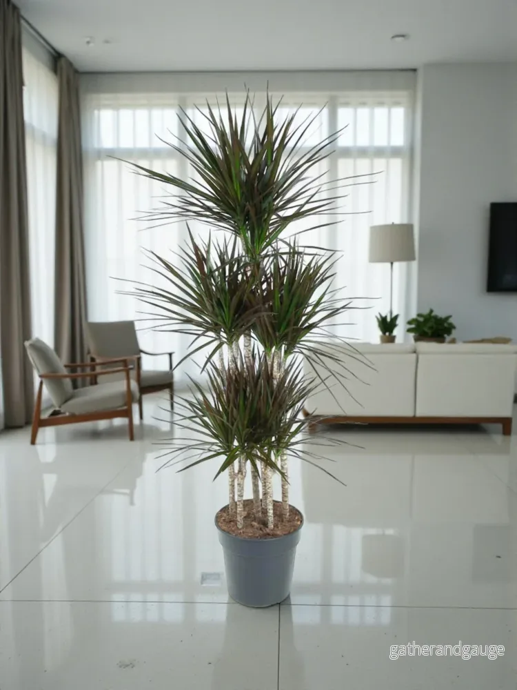 Dracaena Magenta Carousel – 150cm – ø31