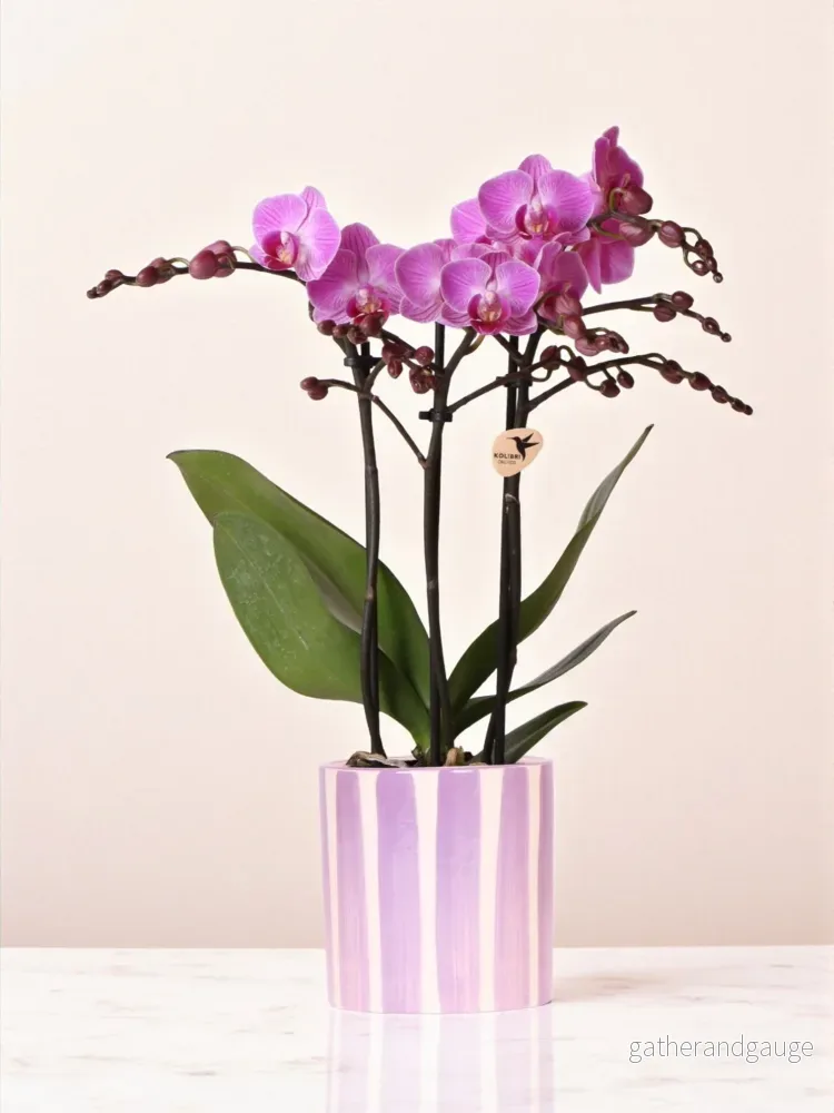 Lila phalaenopsis orkidé ’Vienna’ + lila randig kruka Lila phalaenopsis orkidé ’Vienna’ + lila randig kruka