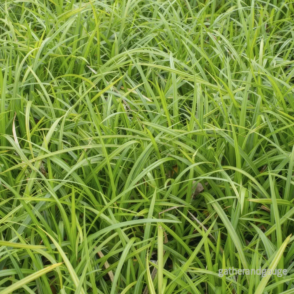 Japansk Starr (Carex morrowii) 'Irish Green'