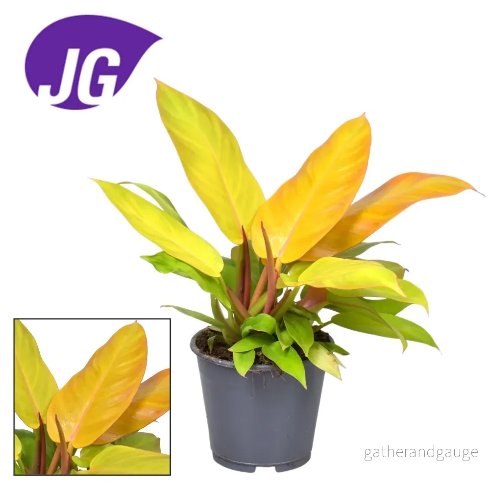 Philodendron Prince of Orange - Bild 2