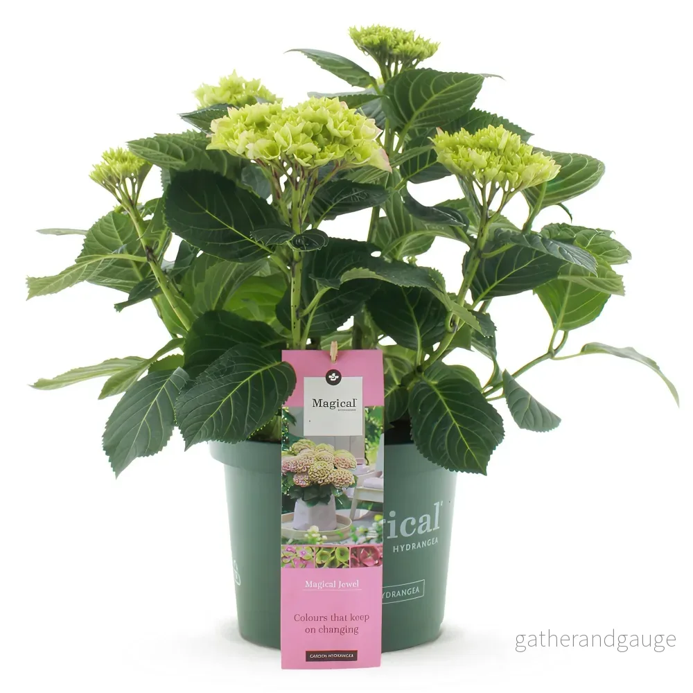 Hortensia (Hydrangea macrophylla) 'Rose Bijou' - Bild 3