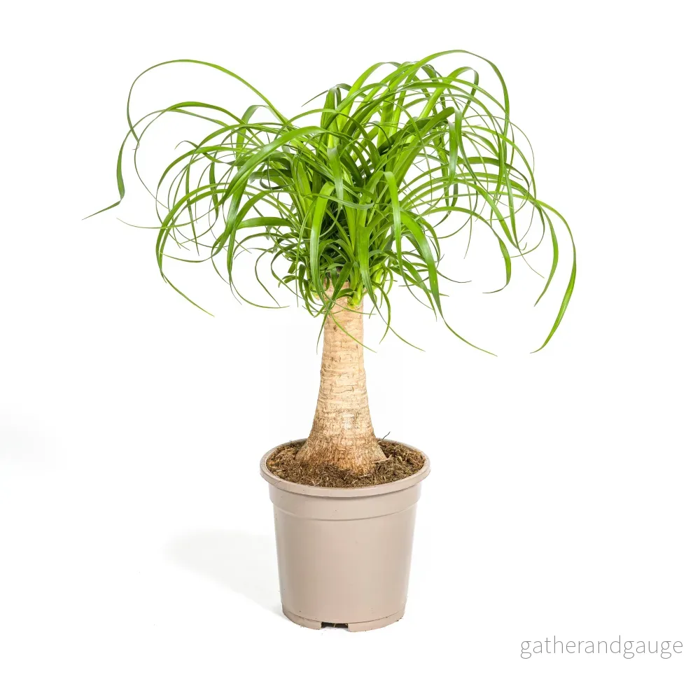 Beaucarnea Recurvata Stam Ø17cm - ↕40 - 60cm - Bild 2