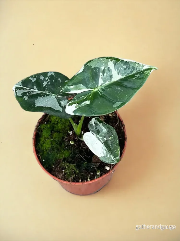Alocasia Micholitziana Frydek Alocasia Micholitziana Frydek