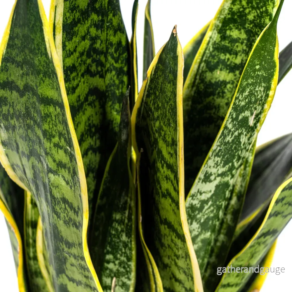 Utanevieria Trifasciata Futura Superba Ø17cm - ↕45 - 55cm - Bild 2