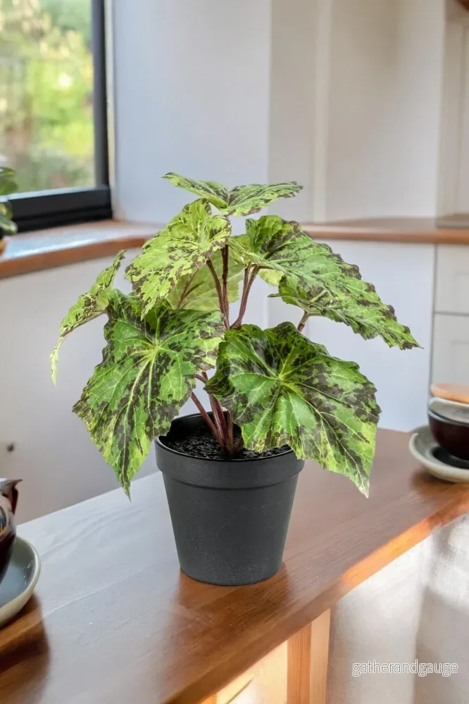 Begonia Rex konstgjord växt – h25cm, Ø11cm