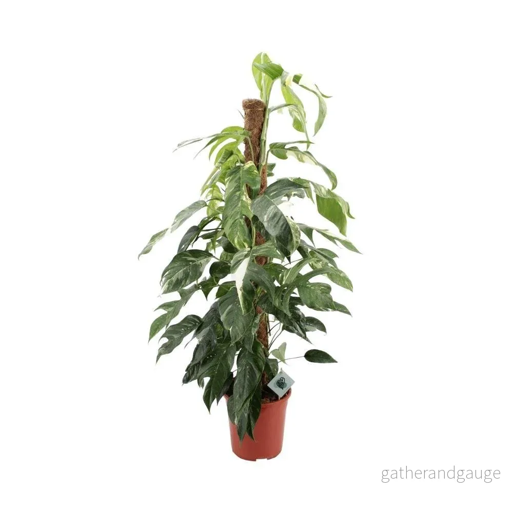 Epipremnum Pinnatum ‘Albo Variegata’ - Bild 2