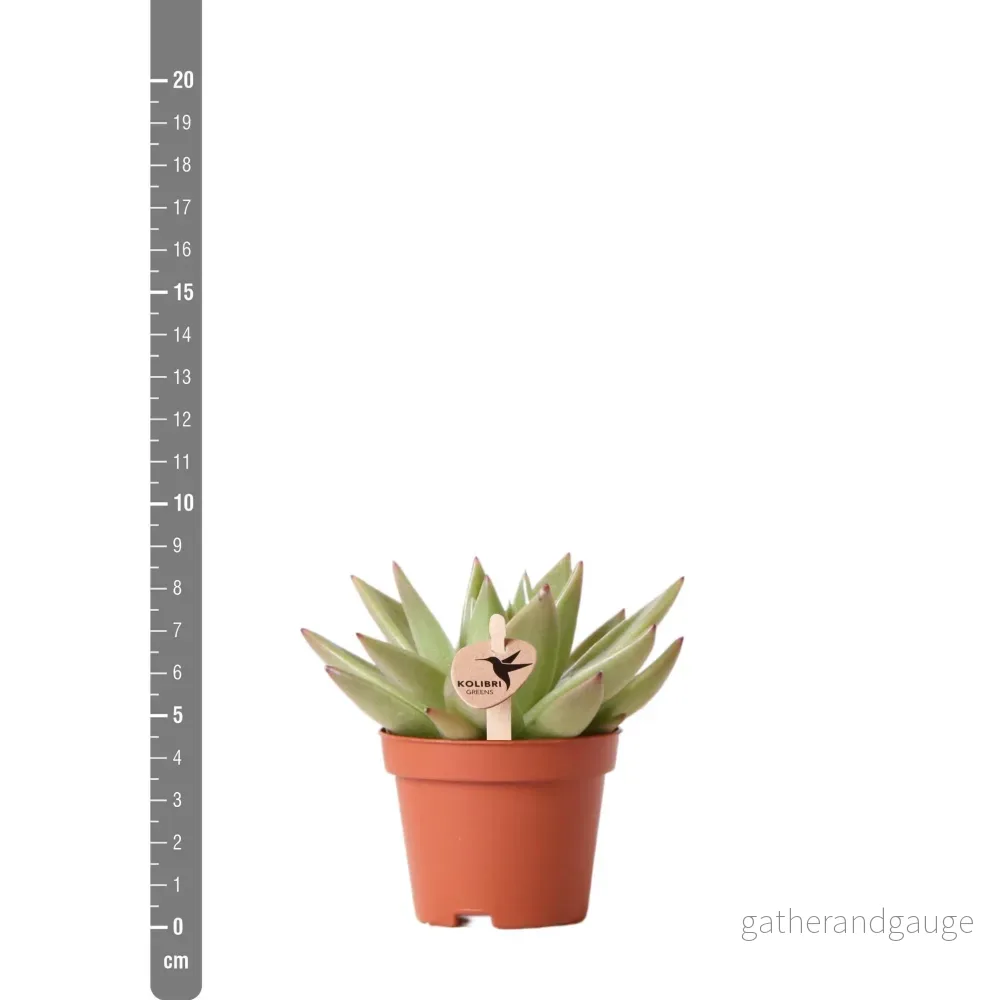 Echeveria Miranda h9cm - succulente - Bild 2