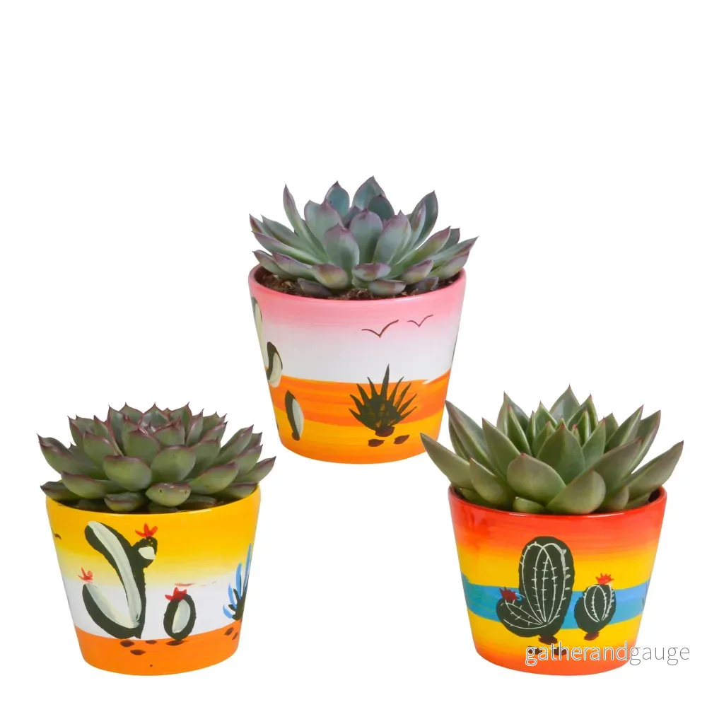 Trio av Echeveria och deras blomkrukor h21cm - Bild 2