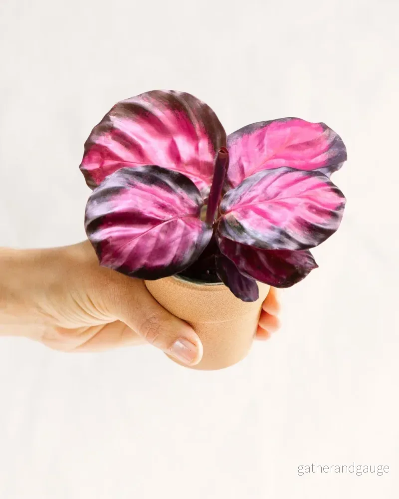Mini Calathea Roseopicta Rosey Mini Calathea Roseopicta Rosey
