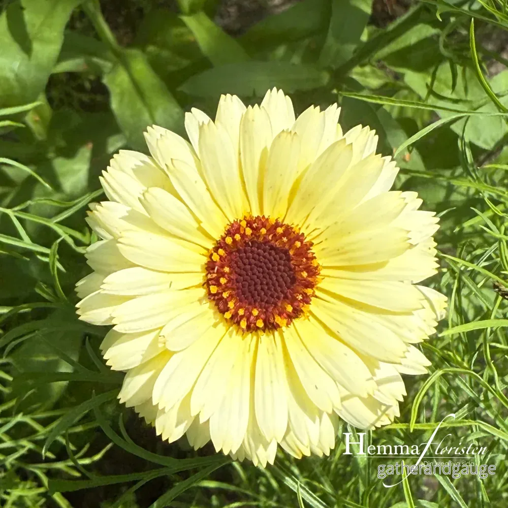 Ringblomma Ivory Princess
