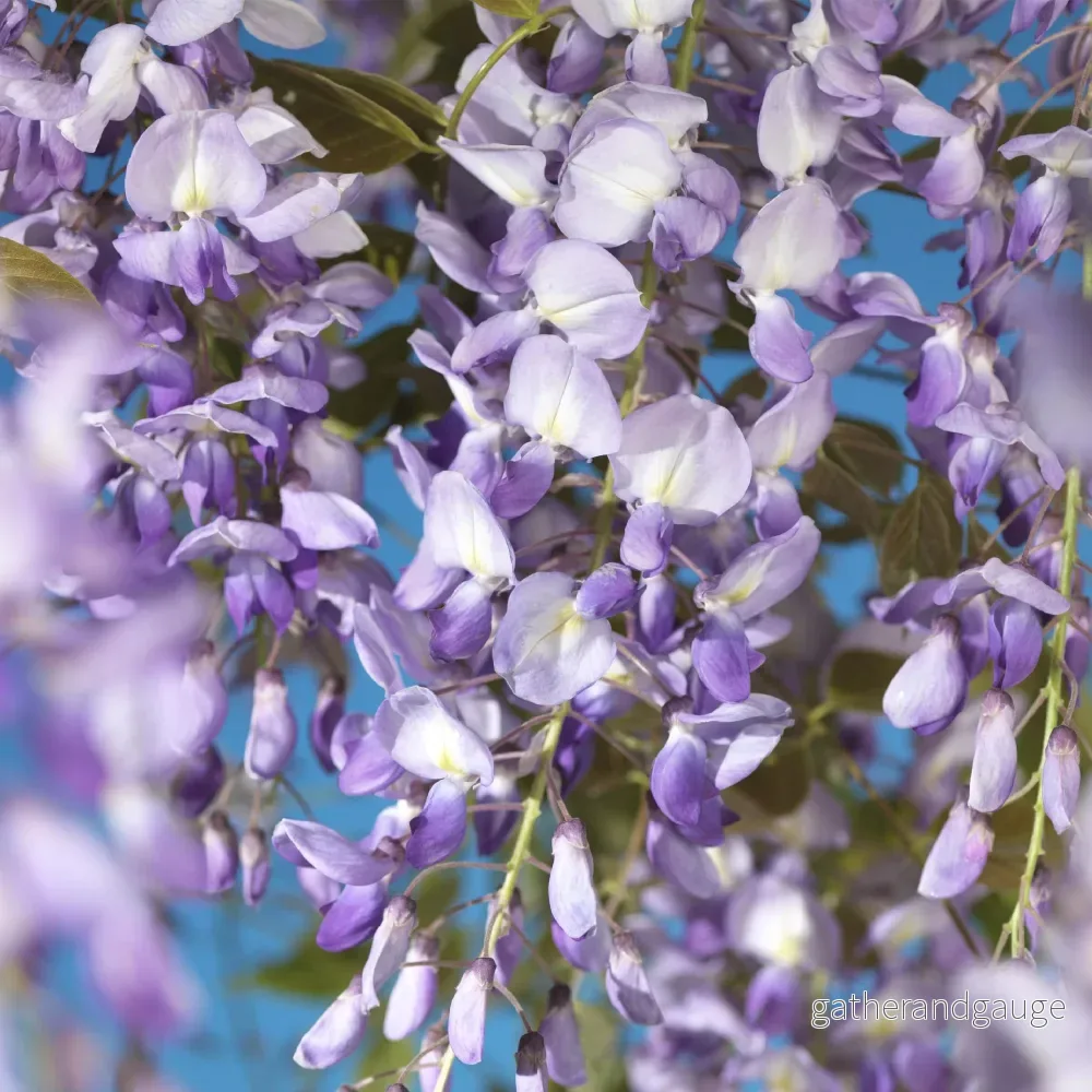 Kinesisk Glychinsört (Wisteria Sinensis) 'Prolific' - Bild 3
