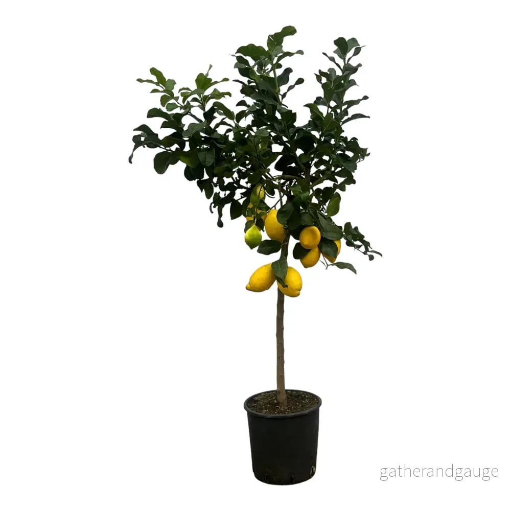 Citron - Bild 3