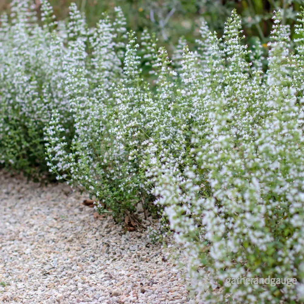 Liten Kalament (Calamintha Nepeta) 'Nepeta' - Bild 3
