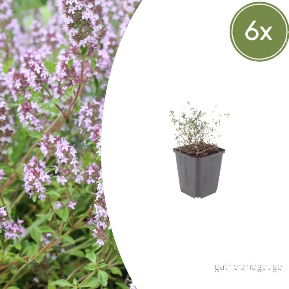 Timjan Vanlig (Thymus vulgaris) 'Thymus vulgaris' - Bild 2