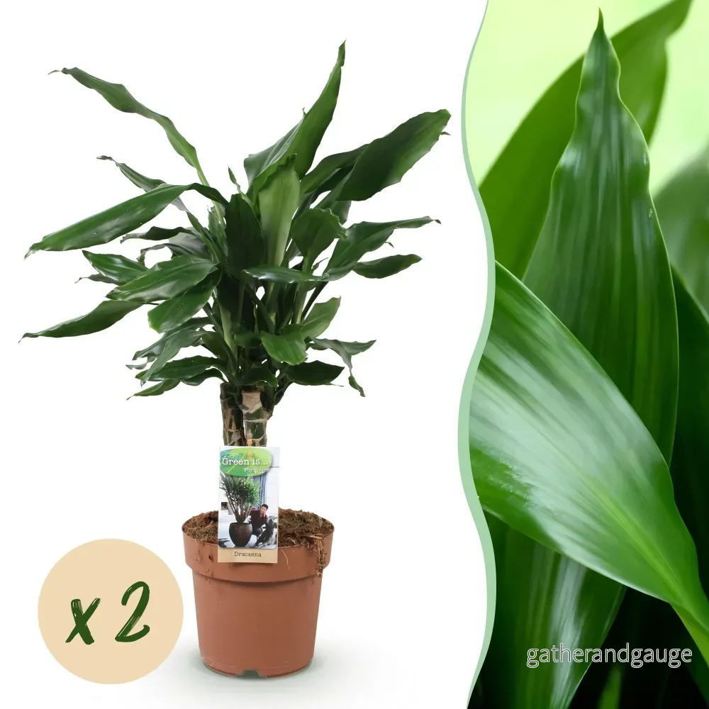 Dracaena fragrans Steudneri – Set om 2 – Höjd 50-55 cm - Bild 2