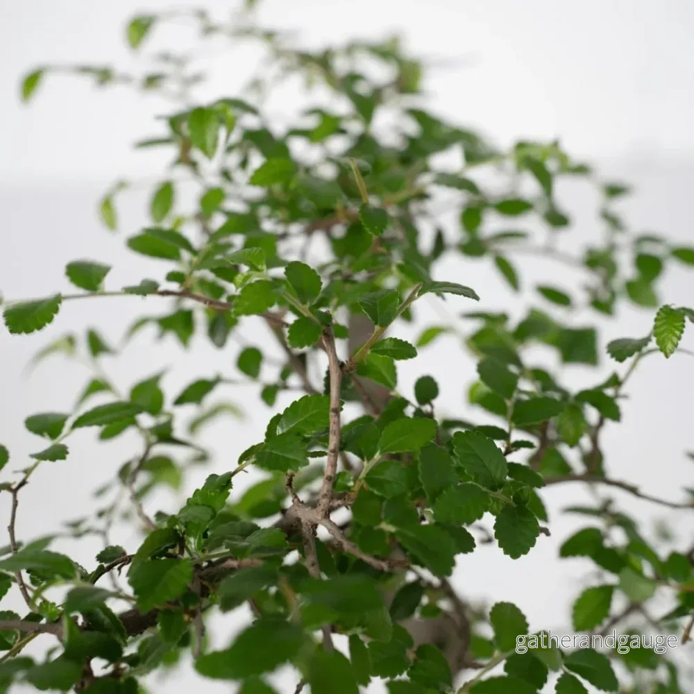 Bonsai - Bild 2