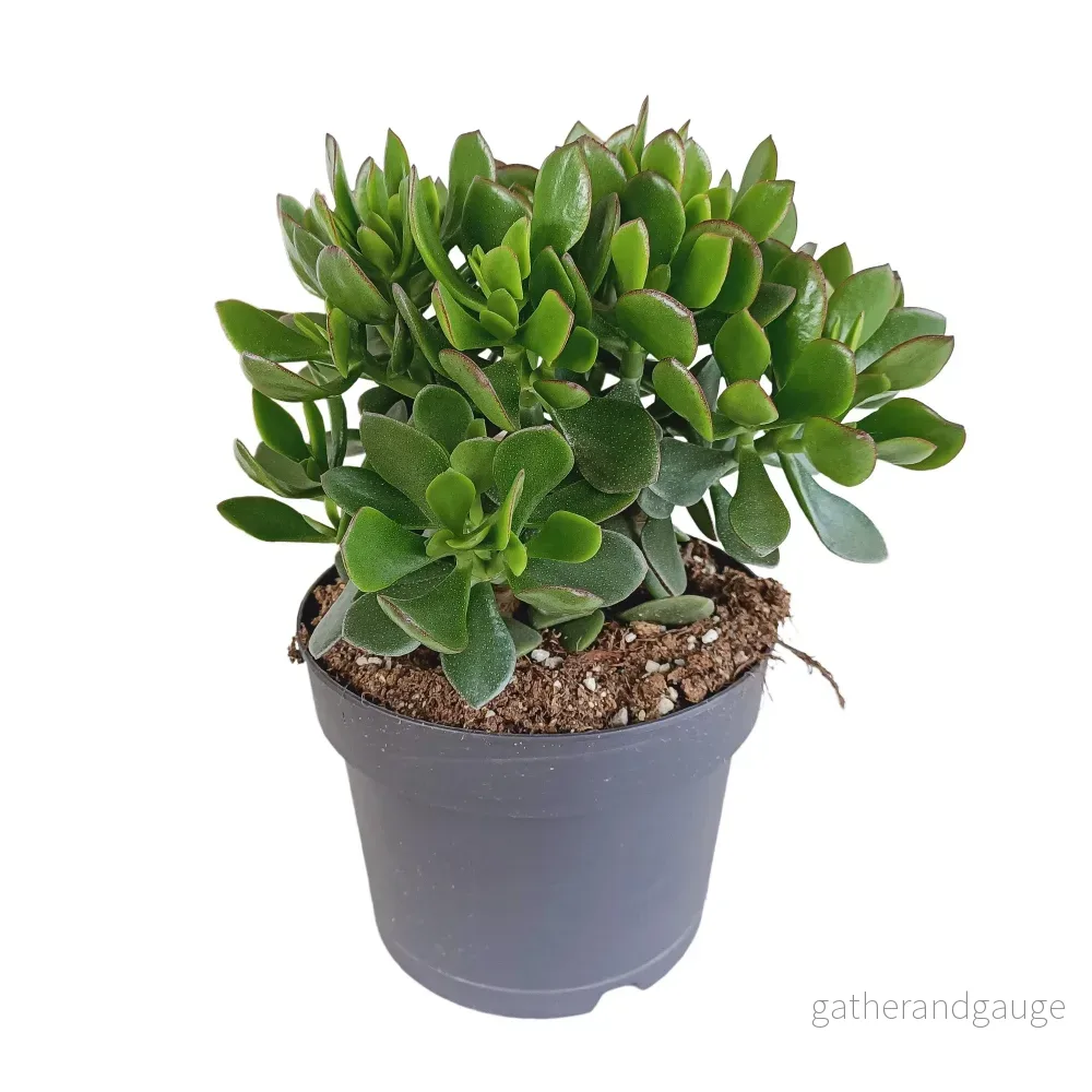 Crassula Minova Scarlet