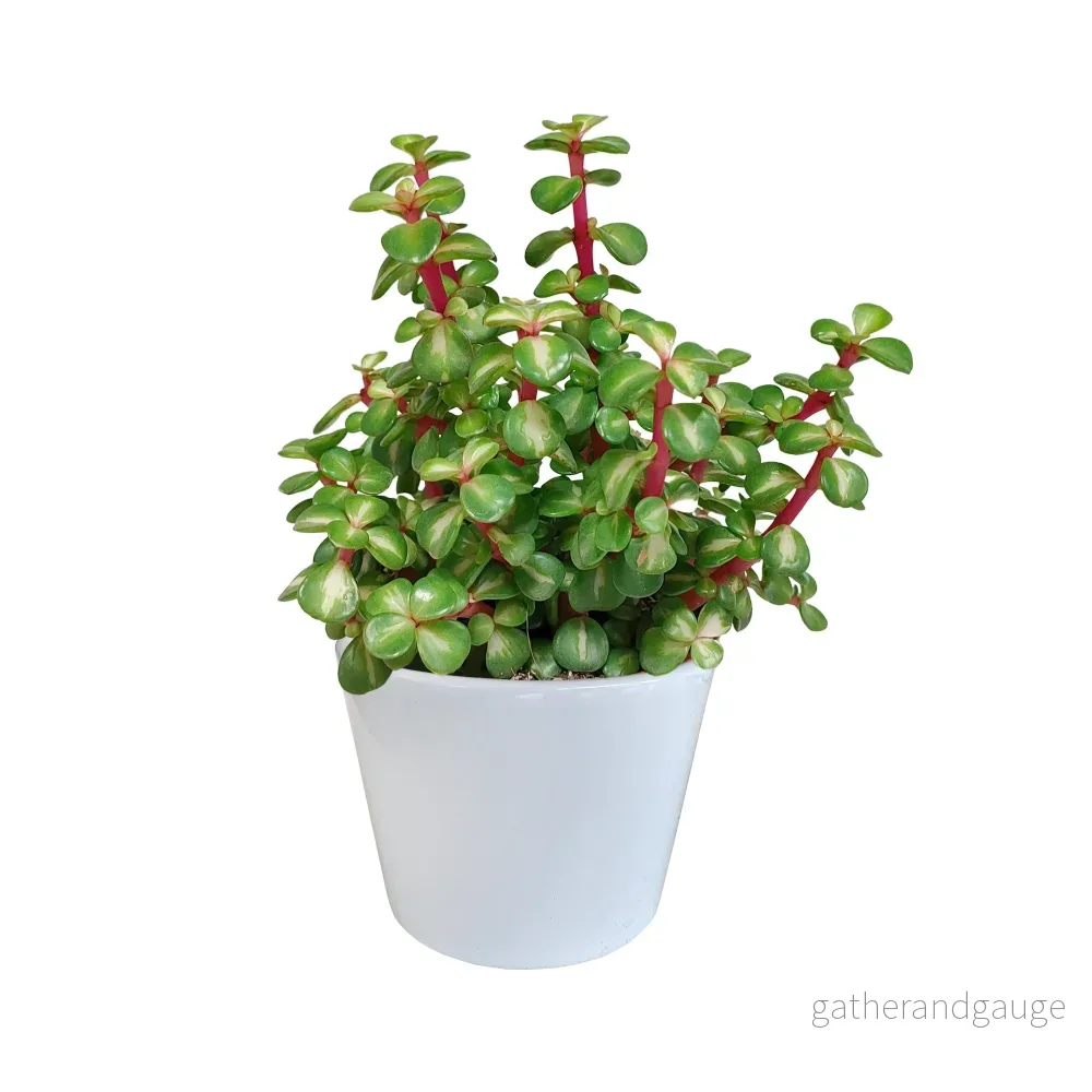 Portulacaria afra Variegata och dess vita kruka - h25cm, Ø11cm