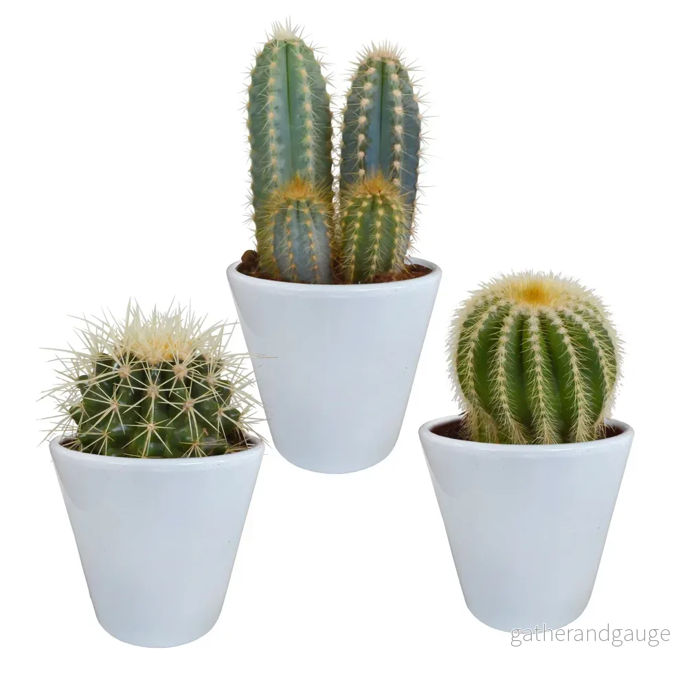 Kaktuslåda och dess vita planteringskärl - Set med 3 plantor, h18cm - Bild 2