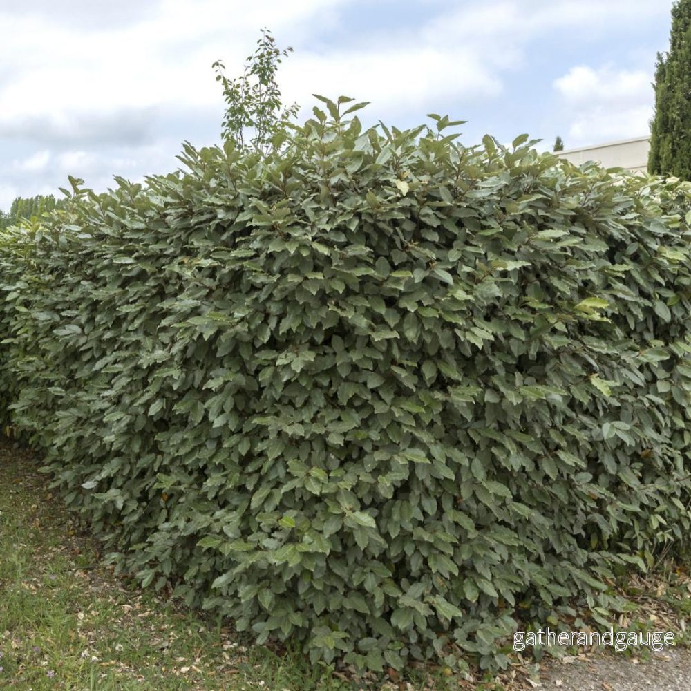 Olivier pil h125cm för 10 linjära meter 10x12L häck