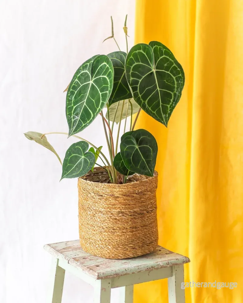 Stort Anthurium Clarinervium Stort Anthurium Clarinervium