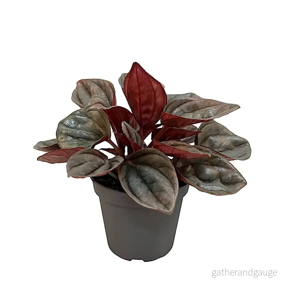 Mini Peperomia Caracas - Bild 2