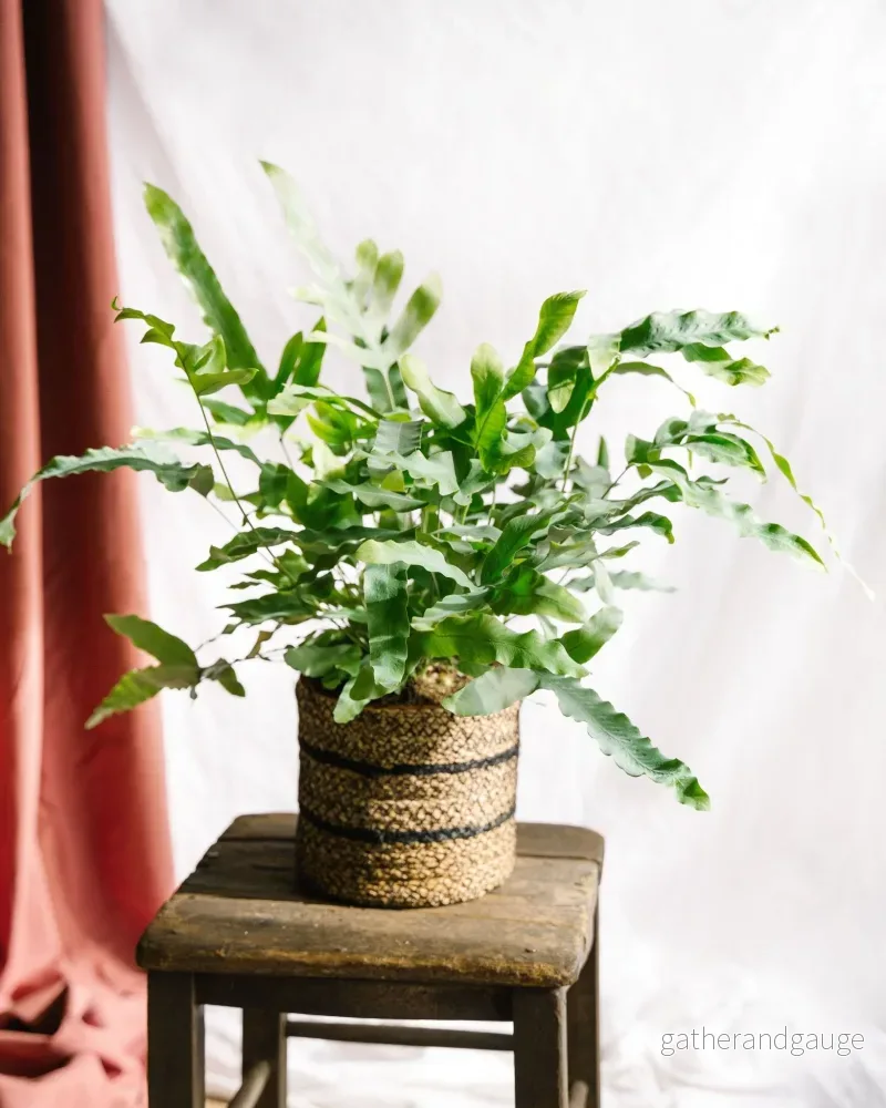 Phlebodium Blue Star Fern