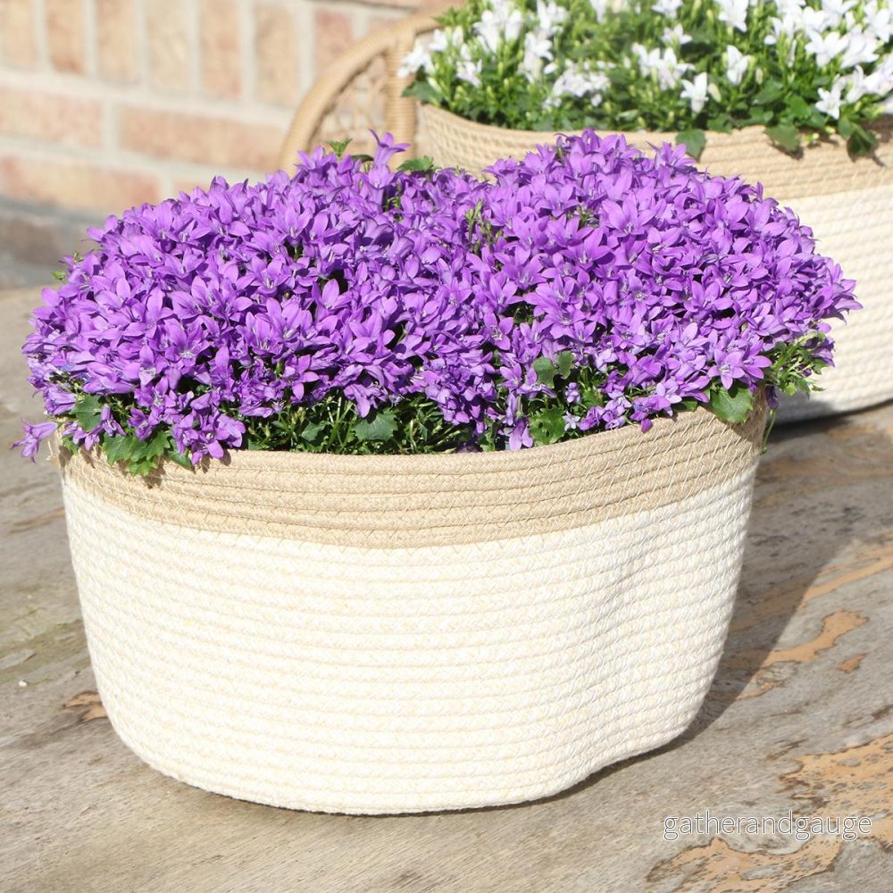 Campanula Addenda Ambella Intense Purple i vävd korg Campanula Addenda Ambella Intense Purple i vävd korg