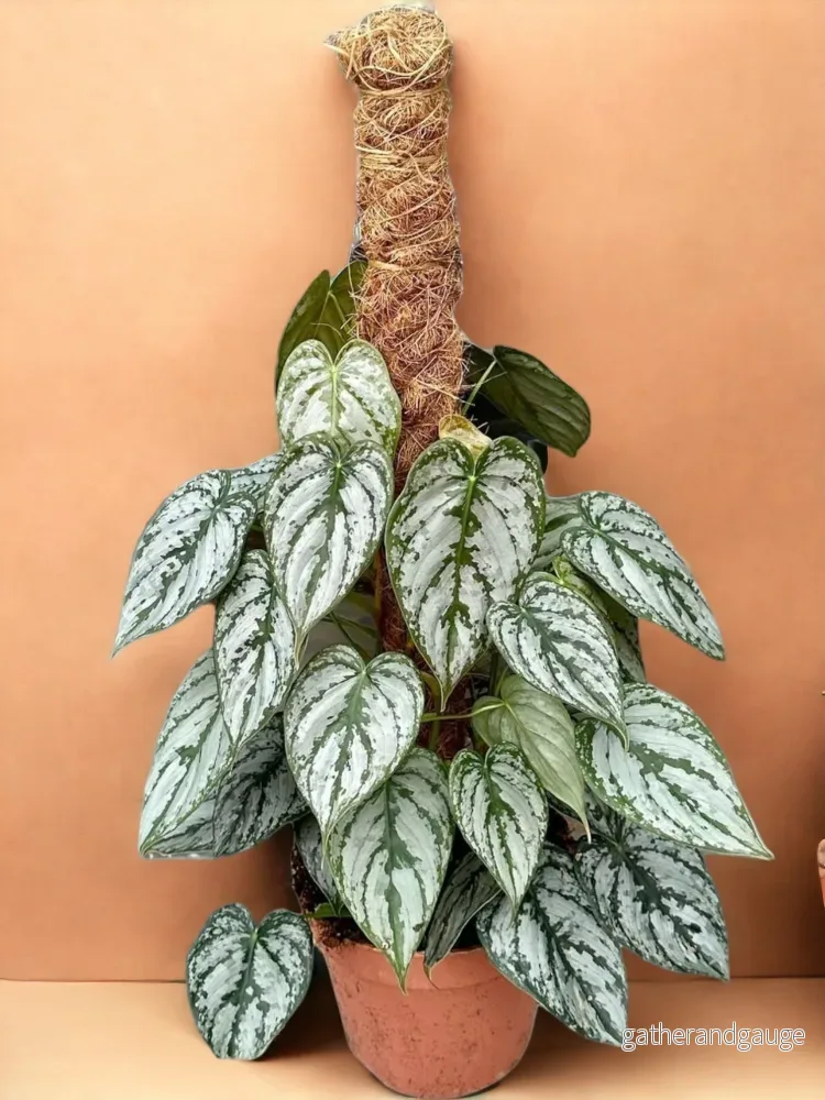 Philodendron Brandtianum Philodendron Brandtianum
