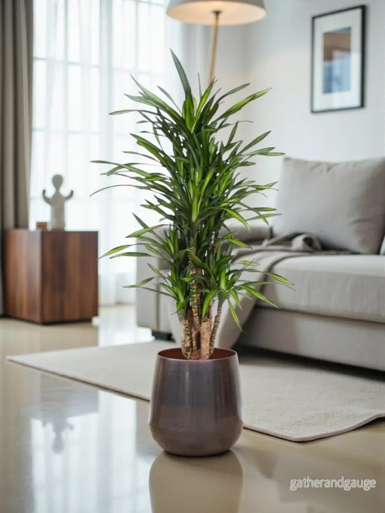 Dracaena Riki Dracaena Riki
