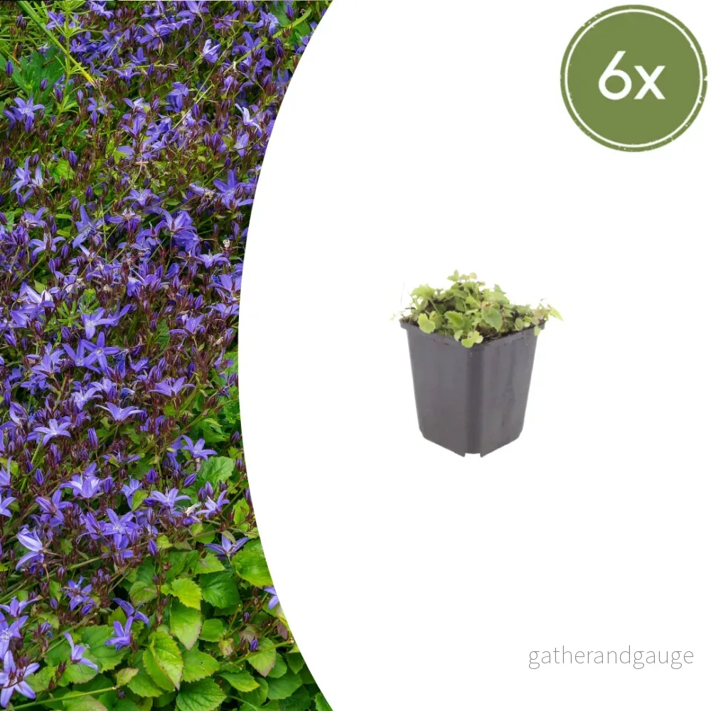Klockväxt från murarna (Campanula poscharskyana) 'Campanula poscharskyana' - Bild 2