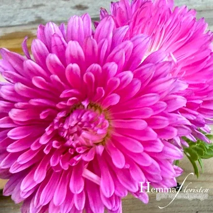 Aster – Callistephus chinensis standy red Aster – Callistephus chinensis standy red