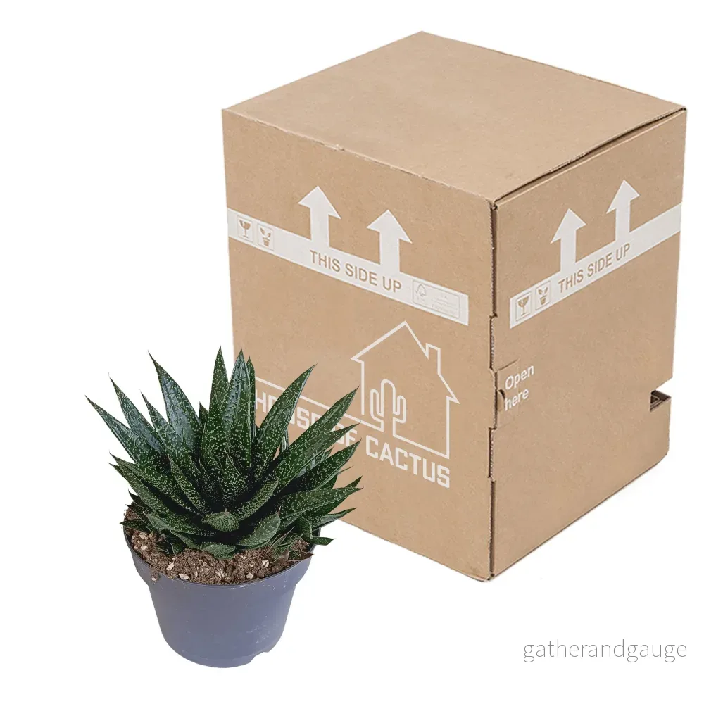 Gasteria - Bild 3