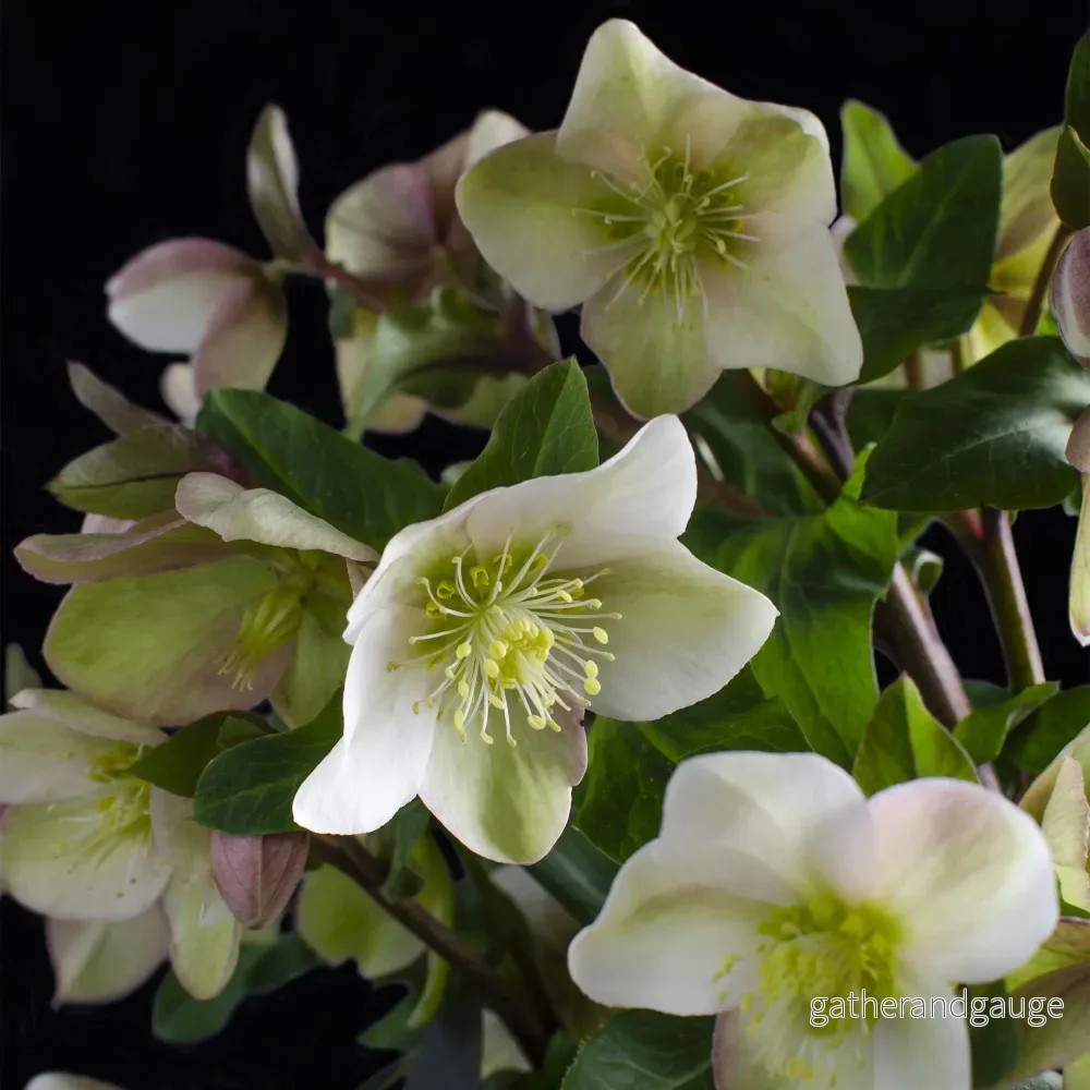 Julros (Helleborus x hybridus) 'Diamfire'
