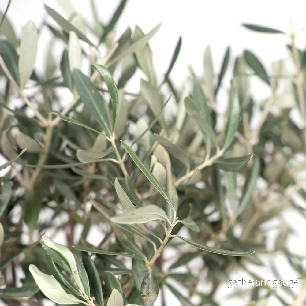 Olivträd (Olea europaea) ’Olea Europaea’