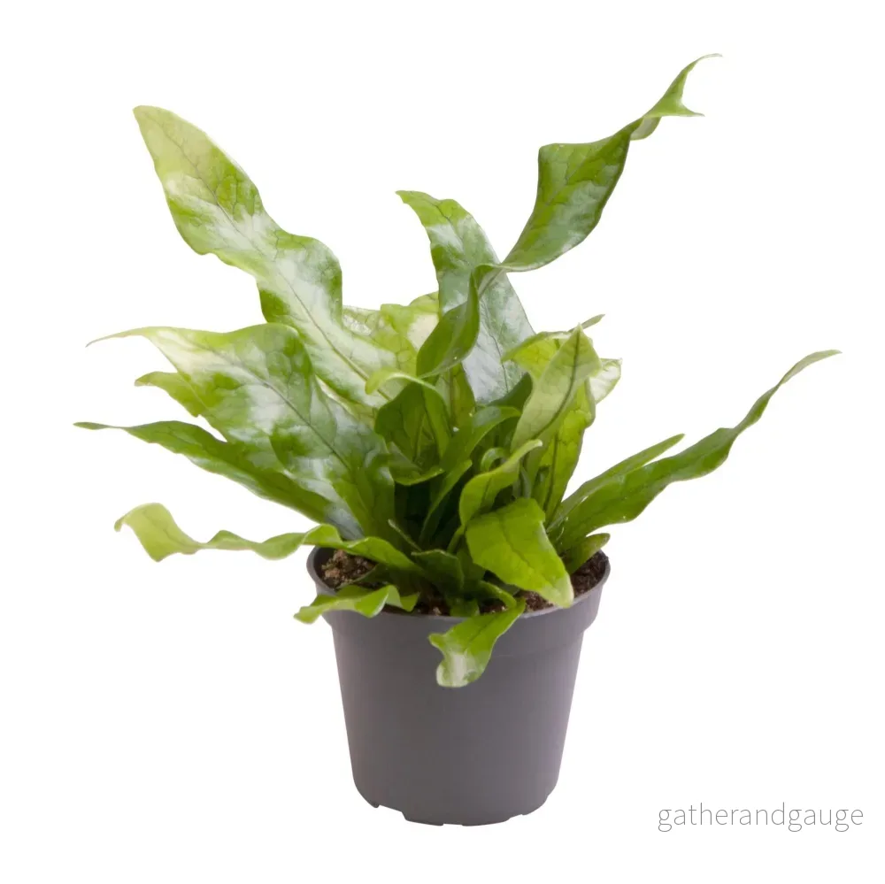 Mini Microsorum - Bild 2